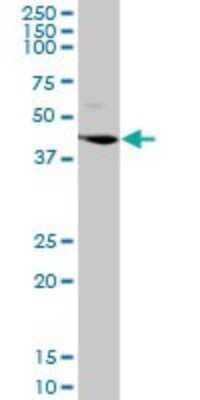 Western Blot: Legumain/Asparaginyl Endopeptidase Antibody [H00005641-D01P] - Analysis of LGMN expression in HeLa.