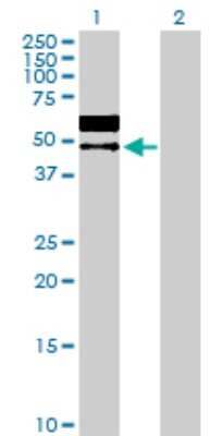 Western Blot: Legumain/Asparaginyl Endopeptidase Antibody [H00005641-D01P] - Analysis of LGMN expression in transfected 293T cell line by LGMN polyclonal antibody.Lane 1: LGMN transfected lysate(49.40 KDa).Lane 2: Non-transfected lysate.
