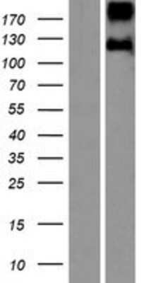 Western Blot: Leptin Receptor Overexpression Lysate (Adult Normal) [NBP2-10740] Left-Empty vector transfected control cell lysate (HEK293 cell lysate); Right -Over-expression Lysate for Leptin Receptor.