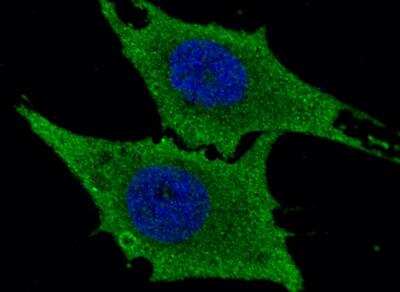 Immunocytochemistry/Immunofluorescence: Leukotriene A4 Hydrolase/LTA4H Antibody (201) [NBP2-89374] - Staining of Human LTA4H in Hela cells. Cells were fixed with 4% PFA, permeabilzed with 0.3% Triton X-100 in PBS, blocked with 10% serum, and incubated with rabbit anti-Human LTA4H monoclonal antibody (1:300) at 4c overnight. Then cells were stained with the Alexa Fluor(R) 488-conjugated Goat Anti-rabbit IgG secondary antibody (green) and counterstained with DAPI (blue). Positive staining was localized to cytoplasm.