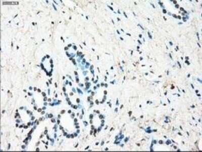 Immunohistochemistry: Leukotriene A4 Hydrolase/LTA4H Antibody (OTI1E9) - Azide and BSA Free [NBP2-71189] - Staining of paraffin-embedded pancreas tissue using anti-Leukotriene A4 hydrolase mouse monoclonal antibody.
