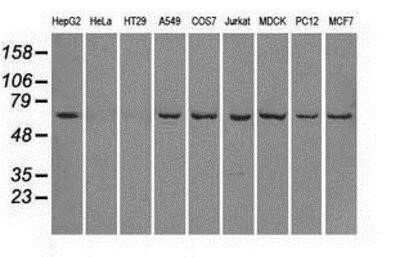 Western Blot: Leukotriene A4 Hydrolase/LTA4H Antibody (OTI1E9) - Azide and BSA Free [NBP2-71189] - Analysis of extracts (35ug) from 9 different cell lines by using anti-Leukotriene A4 hydrolase monoclonal antibody.