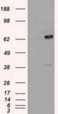 Western Blot: Leukotriene A4 Hydrolase/LTA4H Antibody (OTI1E9) - Azide and BSA Free [NBP2-71189] - HEK293T cells were transfected with the pCMV6-ENTRY control (Left lane) or pCMV6-ENTRY Leukotriene A4 hydrolase(Right lane) cDNA for 48 hrs and lysed. Equivalent amounts of cell lysates (5 ug per lane) were separated by SDS-PAGE and immunoblotted with ant
