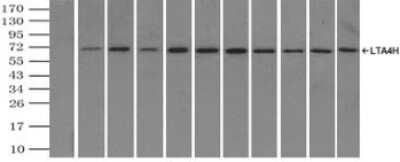 Immunoprecipitation: Leukotriene A4 Hydrolase/LTA4H Antibody (OTI1E9) [NBP1-47829] - Immunoprecipitation of LTA4H by using TrueMab monoclonal anti-LTA4H antibody (Negative control: IP without adding anti-LTA4H antibody). For each experiment, 500ul of DDK tagged LTA4H overexpression lysates (at 1:5 dilution with HEK293T lysate), 2ug of ant-LTA4H antibody and 20ul (0.1mg) of goat anti-mouse conjugated magnetic beads were mixed and incubated overnight. After extensive wash to remove any non-specific binding, the immuno-precipitated products were analyzed with rabbit anti-DDK polyclonal antibody.