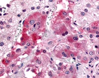 Immunohistochemistry-Paraffin: GPR108 Antibody [NLS4945] - Analysis of anti-GPR108 antibody with human adrenal, medulla at 2.4 ug/ml.