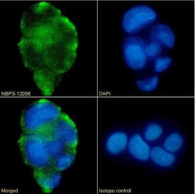 Immunocytochemistry/ Immunofluorescence Lewis A,B Blood Group Antigens Antibody (HEA164) - Chimeric - Azide and BSA Free
