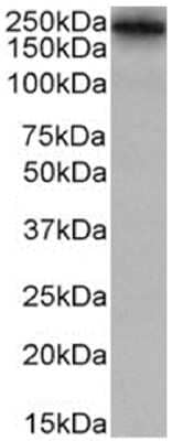 Western Blot Lewis A,B Blood Group Antigens Antibody (HEA164) - Chimeric - Azide and BSA Free