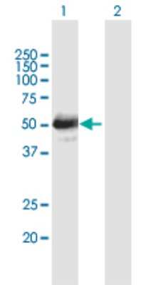 Western Blot: Lhx4 Antibody [H00089884-B01P] - Analysis of LHX4 expression in transfected 293T cell line by LHX4 polyclonal antibody.  Lane 1: LHX4 transfected lysate(42.9 KDa). Lane 2: Non-transfected lysate.