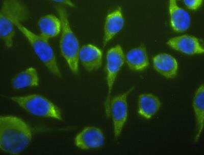Immunofluorescence: Lightning-Link® Fluorescein Antibody Labeling Kit - RAW264 macrophage cell line stained with chicken anti-F4/80 antibody conjugated to Fluorescein using Lightning-Link, counter-stained with DAPI.