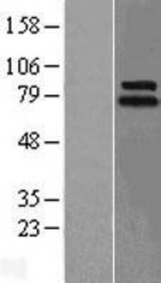 Western Blot: Lingo1 Overexpression Lysate (Adult Normal) [NBL1-12545] Left-Empty vector transfected control cell lysate (HEK293 cell lysate); Right -Over-expression Lysate for Lingo1.