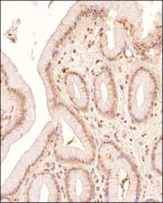 Immunohistochemistry-Paraffin: Lipase A Antibody - BSA Free [NBP1-54155] - Analysis of a FFPE tissue section of human stomach using 1:200 dilution of Lipase A antibody (NBP1-54155). The staining was developed using HRP labeled anti-rabbit secondary antibody and DAB reagent, and nuclei of cells were counter-stained with hematoxylin.