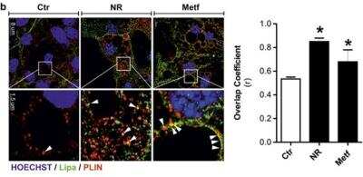 Immunocytochemistry/ Immunofluorescence Lipase A Antibody - BSA Free
