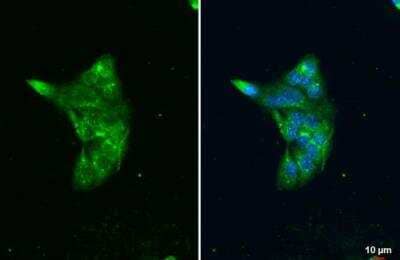 Immunocytochemistry/ Immunofluorescence Lipase A Antibody