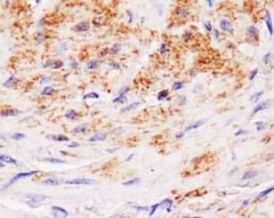 Immunohistochemistry: Lipase A Antibody [NBP1-54155] - Staining of LIPA in mouse stomach smooth muscle.