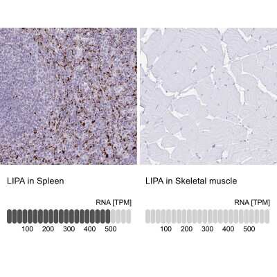 Immunohistochemistry-Paraffin Lipase A Antibody