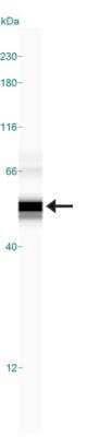 Simple Western: Lipase A Antibody [NBP1-54155] - Image shows a specific band for Lipase A in 0.5 mg/mL of HepG2 lysate. This experiment was performed under reducing conditions using the 12-230 kDa separation system.