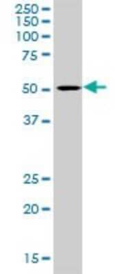 Western Blot: Lipase A Antibody [H00003988-D01P] - Analysis of LIPA expression in K-562.