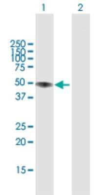 Western Blot: Lipase A Antibody [H00003988-D01P] - Analysis of LIPA expression in transfected 293T cell line by LIPA polyclonal antibody.Lane 1: LIPA transfected lysate(45.40 KDa).Lane 2: Non-transfected lysate.