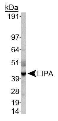 Western Blot: Lipase A Antibody [NBP1-54155] - Detection of LIPA in HepG2 whole cell extract.