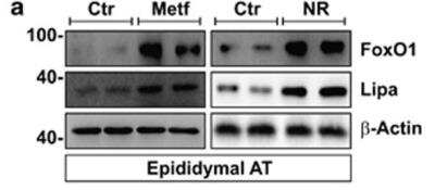 <b>Biological Strategies Validation. </b>Western Blot: Lipase A Antibody [NBP1-54155] - NR and Metf promote FoxO1-mediated Lipa upregulation in visceral AT of adult mice. Adult C57/BL6 mice (5 months) were nutrient restricted (NR) by 24 h fasting or treated for 10 days with Metf (400 mg/kg) dissolved in drinking water (n=4 mice per group). Western blot of FoxO1 and Lipa in total protein extracts of explanted visceral (epididymal) AT. Image collected and cropped by CiteAb from the following publication (//www.nature.com/articles/cddis2013404) licensed under a CC-BY license.