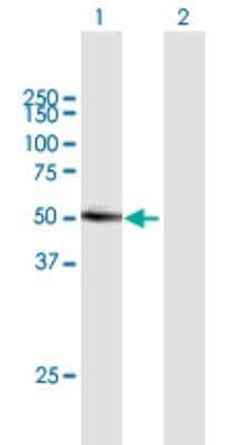 Western Blot: Lipase I Antibody [H00149998-B01P] - Analysis of LIPI expression in transfected 293T cell line by LIPI polyclonal antibody.  Lane 1: LIPI transfected lysate(52.91 KDa). Lane 2: Non-transfected lysate.