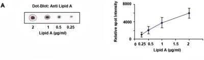Dot Blot: Lipid A Antibody [NB600-1505] - Effect of nitrogen afterglow exposure on lipid. Dot blot binding assay: Increasing concentrations of lipid A were spotted on nitrocellulose membranes and blotted with an anti lipid A antibody. The relative intensity of each spot was quantified (Image J), allowing to build a dose-response calibration curve. Image collected and cropped by CiteAb from the following publication (//dx.plos.org/10.1371/journal.pone.0116083) licensed under a CC-BY license.