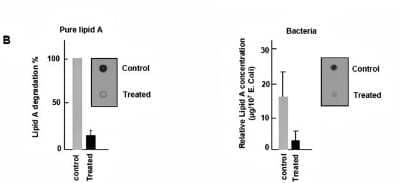 Western Blot: Lipid A Antibody [NB600-1505] - Effect of nitrogen afterglow exposure on lipid. Dot blots of lipid A pure (left panel) and present in E. coli extracts (right picture); see experiment description in the Method section. The results are expressed as % of residual lipid A vs the vacuum-treated control. On the right panel, determination of the lipid A content in exposed bacteria.  Dot blot results were analyzed with the dot calibration curve and relative quantity of bacteria lipid A estimated. Image collected and cropped by CiteAb from the following publication (//dx.plos.org/10.1371/journal.pone.0116083) licensed under a CC-BY license.