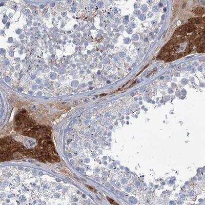 Immunohistochemistry-Paraffin: Lipin 1 Antibody [NBP1-83030] - Staining of human testis shows strong cytoplasmic positivity in Leydig cells.