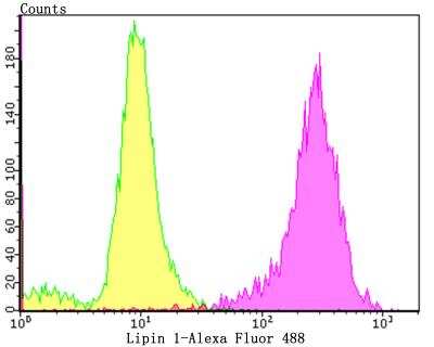 Flow Cytometry: Lipin 1 Antibody (JG37-69) [NBP2-76845] - Flow cytometric analysis of PC-3M cells with Lipin 1 antibody at 1/50 dilution (purple) compared with an unlabelled control (cells without incubation with primary antibody; yellow). Alexa Fluor 488-conjugated goat anti-rabbit IgG was used as the secondary antibody.