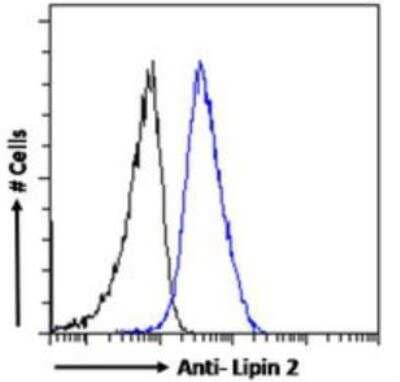 Flow Cytometry: Lipin 2 Antibody [NBP3-00525] - Flow cytometric analysis of paraformaldehyde fixed A431 cells (blue line), permeabilized with 0.5% Triton. Primary incubation 1hr (10ug/ml) followed by Alexa Fluor (TM) 488 secondary antibody (1ug/ml). IgG control: Unimmunized goat IgG (black line) followed by Alexa Fluor (TM) 488 secondary antibody.