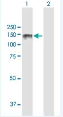 Western Blot: Lipin 2 Antibody [H00009663-B01P-50ug] - Analysis of LPIN2 expression in transfected 293T cell line (H00009663-T01) by LPIN2 MaxPab polyclonal antibody.  Lane 1: LPIN2 transfected lysate(98.56 KDa). Lane 2: Non-transfected lysate.