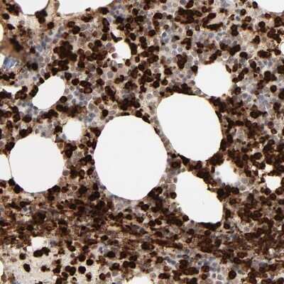 Immunohistochemistry-Paraffin: Lipocalin-2/NGAL Antibody [NBP1-90331] - Staining of human bone marrow shows high expression.