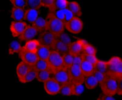 Immunocytochemistry/Immunofluorescence: Lipocalin-2/NGAL Antibody (JM10-67) [NBP2-66935] - Staining Lipocalin-2 in 293T cells (red). The nuclear counter stain is DAPI (blue). Cells were fixed in paraformaldehyde, permeabilised with 0.25% Triton X100/PBS.