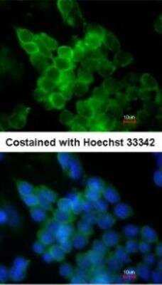 Immunocytochemistry/Immunofluorescence: Lipoprotein Lipase/LPL Antibody [NBP1-32215] - Paraformaldehyde-fixed mouse ESC D3, using antibody at 1:200 dilution.