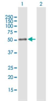 Western Blot: Lipoprotein Lipase/LPL Antibody [H00004023-B01P] - Analysis of LPL expression in transfected 293T cell line by LPL polyclonal antibody.  Lane 1: LPL transfected lysate(52.25 KDa). Lane 2: Non-transfected lysate.