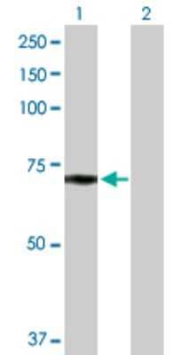 Western Blot: Lipoprotein Lipase/LPL Antibody [H00004023-D01P] - Analysis of LPL expression in transfected 293T cell line by LPL polyclonal antibody.Lane 1: LPL transfected lysate(53.20 KDa).Lane 2: Non-transfected lysate.