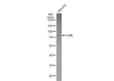 Western Blot: Lipoprotein Lipase/LPL Antibody [NBP1-32215] - NIH-3T3 whole cell extract (30 ug) was separated by 10% SDS-PAGE, and the membrane was blotted with LPL antibody diluted at 1:1000. The HRP-conjugated anti-rabbit IgG antibody (NBP2-19301) was used to detect the primary antibody, and the signal was developed with Trident ECL plus-Enhanced.