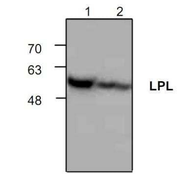 Western Blot: Lipoprotein Lipase/LPL Antibody [NBP1-50735] -  Analysis of LPL with lysate from rat kidney (Lane 1) and 3T3 cells (Lane 2).