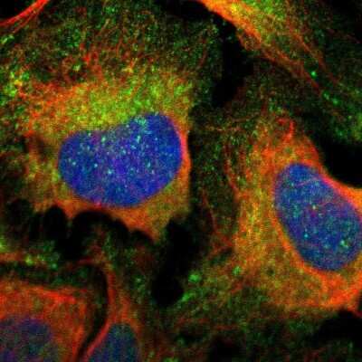 Immunocytochemistry/Immunofluorescence: Liprin alpha 1 Antibody [NBP2-58915] - Staining of human cell line U-2 OS shows localization to cytosol.