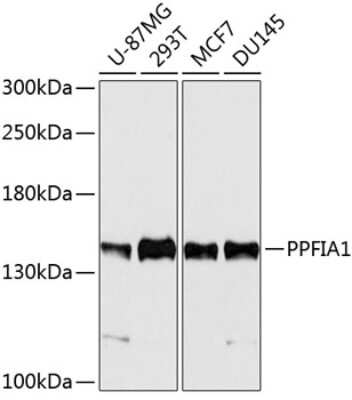 Western Blot: Liprin alpha 1 Antibody [NBP3-03786] - Analysis of extracts of various cell lines, using Liprin alpha 1 antibody at 1:5000 dilution. Secondary antibody: HRP Goat Anti-Rabbit IgG (H+L) at 1:10000 dilution. Lysates/proteins: 25ug per lane. Blocking buffer: 3% nonfat dry milk in TBST. Detection: