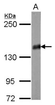 Western Blot Liprin alpha 2 Antibody - BSA Free