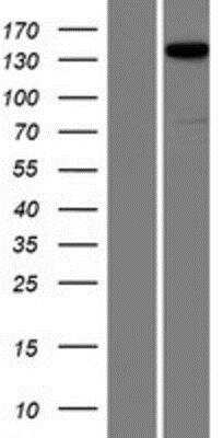 Western Blot Liprin alpha 2 Overexpression Lysate