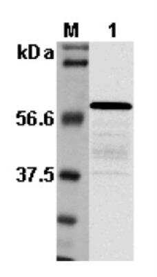 Western Blot: Listeria monocytogenes p60 Antibody - Azide and BSA Free [NBP2-80125] - Analysis using Listeria monocytogenes p60, pAb (Prod. No. NBP2-80125).