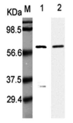 Western Blot: Listeria monocytogenes p60 Antibody (p6007) - Azide and BSA Free [NBP2-80120] - Analysis using Listeria monocytogenes p60, mAb (P6007) (Prod. No. NBP2-80120) at 1:5000 dilution.