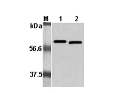 Western Blot: Listeria monocytogenes p60 Antibody (p6017) - Azide and BSA Free [NBP2-80121] - Analysis using anti-Listeria monocytogenes, mAb (P6017) at 1:5000 dilution.1: Recombinant L. monocytogenes p60. 2: Culture media of L. monocytogenes.