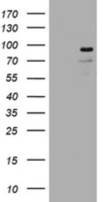 Western Blot Lnx1 Antibody (OTI1H9)