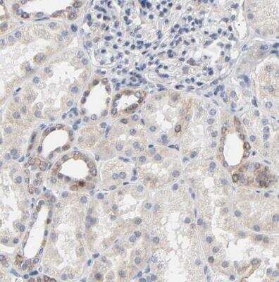 Immunohistochemistry-Paraffin Lnx1 Antibody