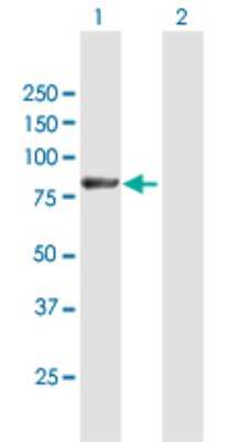 Western Blot: Lnx1 Antibody [H00084708-B01P] - Analysis of LNX1 expression in transfected 293T cell line by LNX1 polyclonal antibody.  Lane 1: LNX1 transfected lysate(69.52 KDa). Lane 2: Non-transfected lysate.
