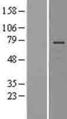 Western Blot Lnx1 Overexpression Lysate