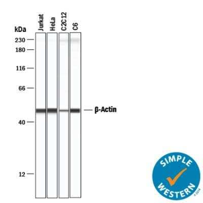 Simple Western: Loading Control (Simple Western) Antibody Pack [NBP3-06858] - Simple Western performed with beta-Actin antibody, NB600-503, on Jurkat (human acute T cell leukemia), HeLa (human cervical cancer cell line), C2C12 (mouse myoblastoma) and C6 (rat glioma) at 1:50 dilution.